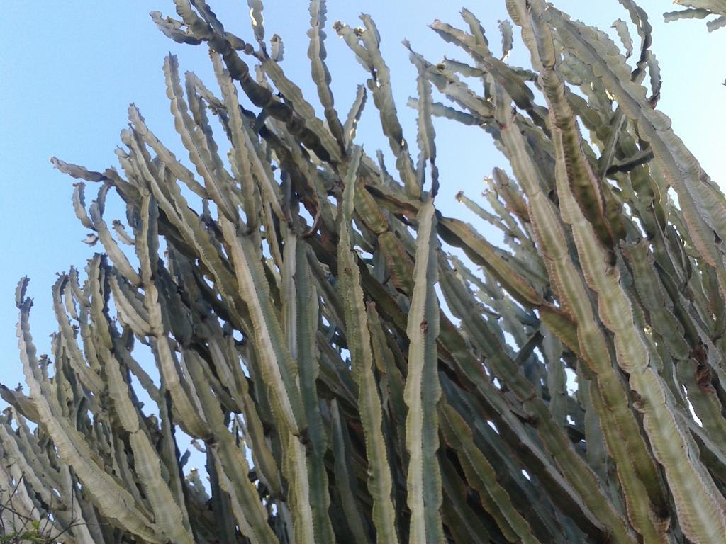 B&B Il Girasole Noto Kültér fotó